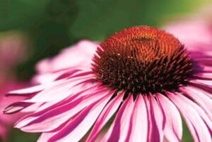 爱德华兹花园 - 花卉组合 - 安大略省多伦多市（2008年7月16日）