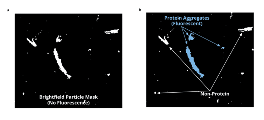 Máscara de partículas de campo claro y microscopía de membrana por fluorescencia
