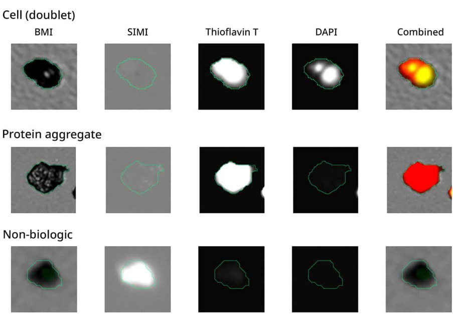 Advanced particle analysis is possible with the combination of BMI, SIMI, and FMM (Thioflavin T & DAPI) tools.
