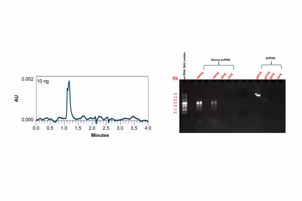 slalom chromatogram