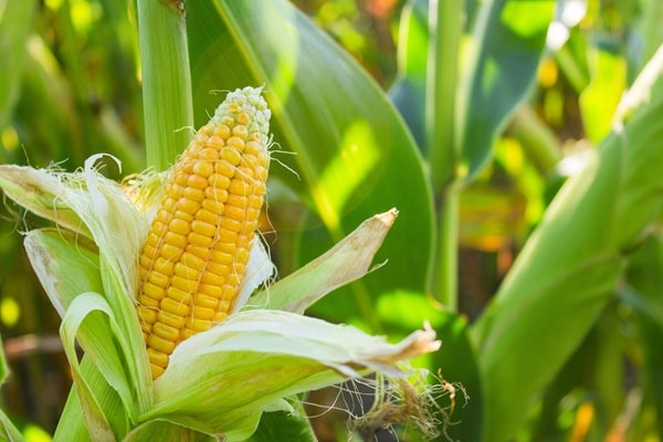 épi de maïs jaune entouré de feuilles vertes dans un champ agricole