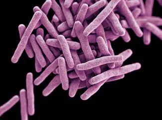 Tuberculosis bacteria.