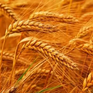 CM_Wheat