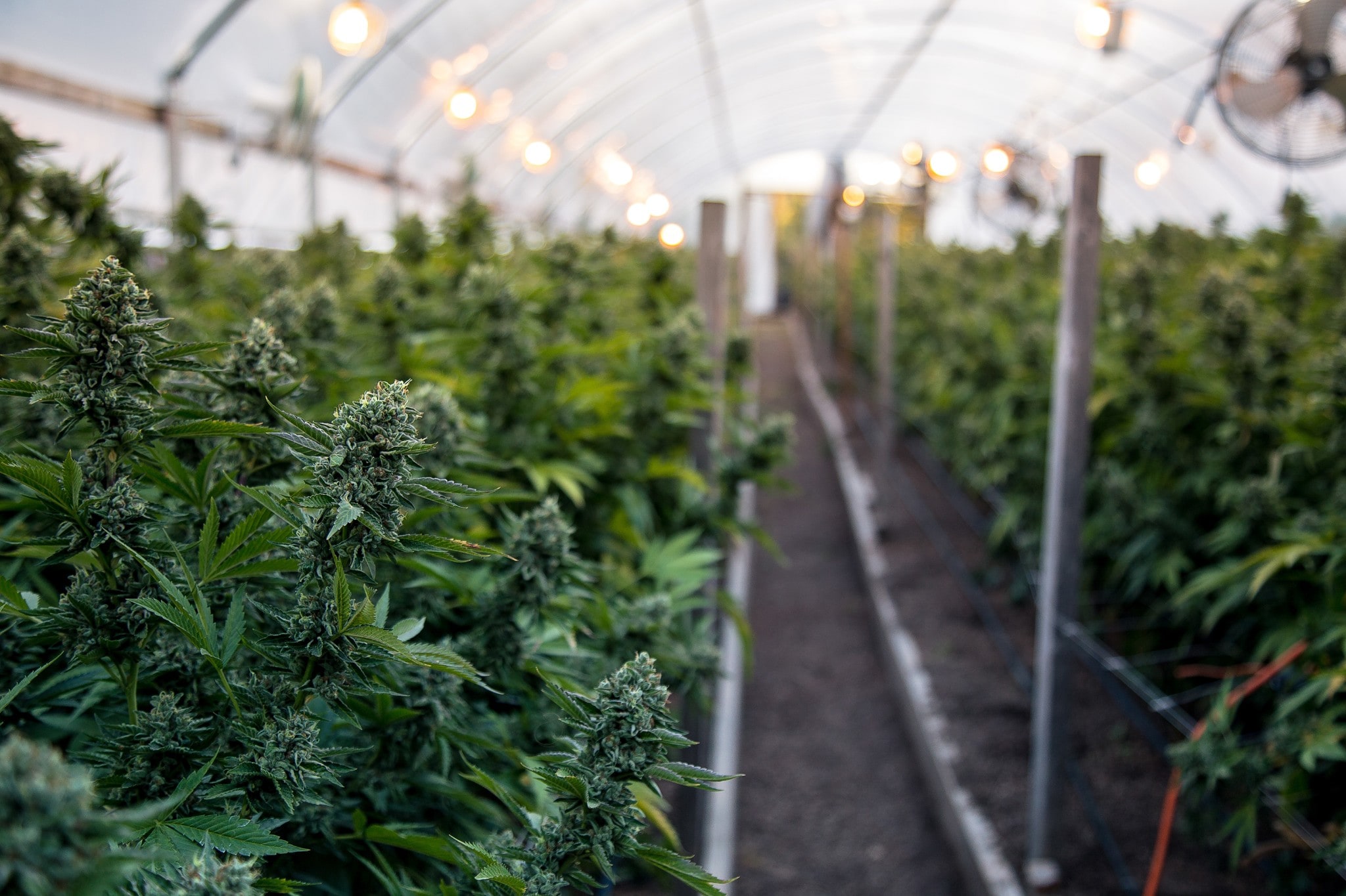 Identifizieren und quantifizieren Sie zuverlässig Terpene und charakterisieren Sie das Geruchs- und Geschmacksprofil verschiedener Cannabisprodukte mit den Terpen-Testlösungen von Waters. 