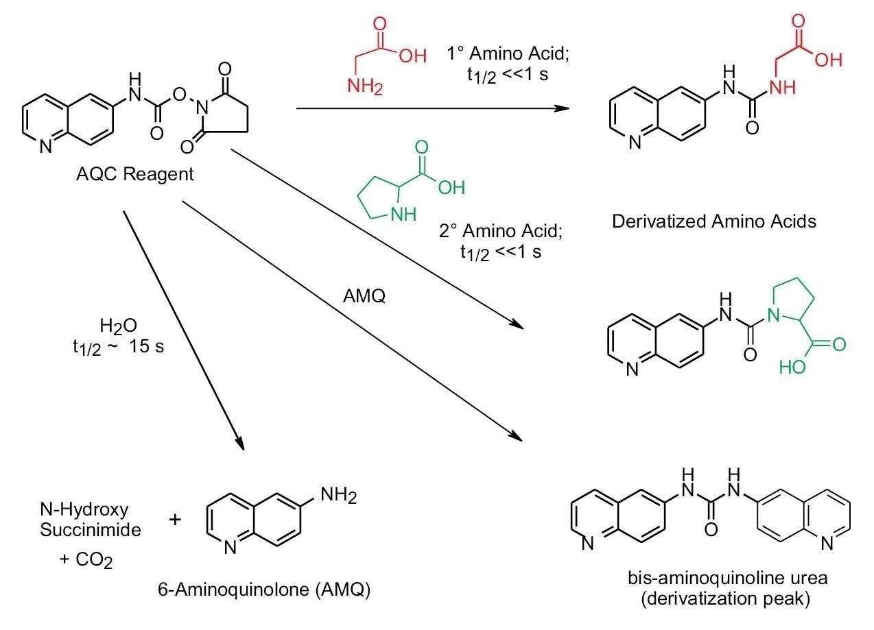 Abbildung 10. Schematische Darstellung der AccQ•Tag Reaktion bei der Derivatisierung primärer und sekundärer Aminosäuren.
