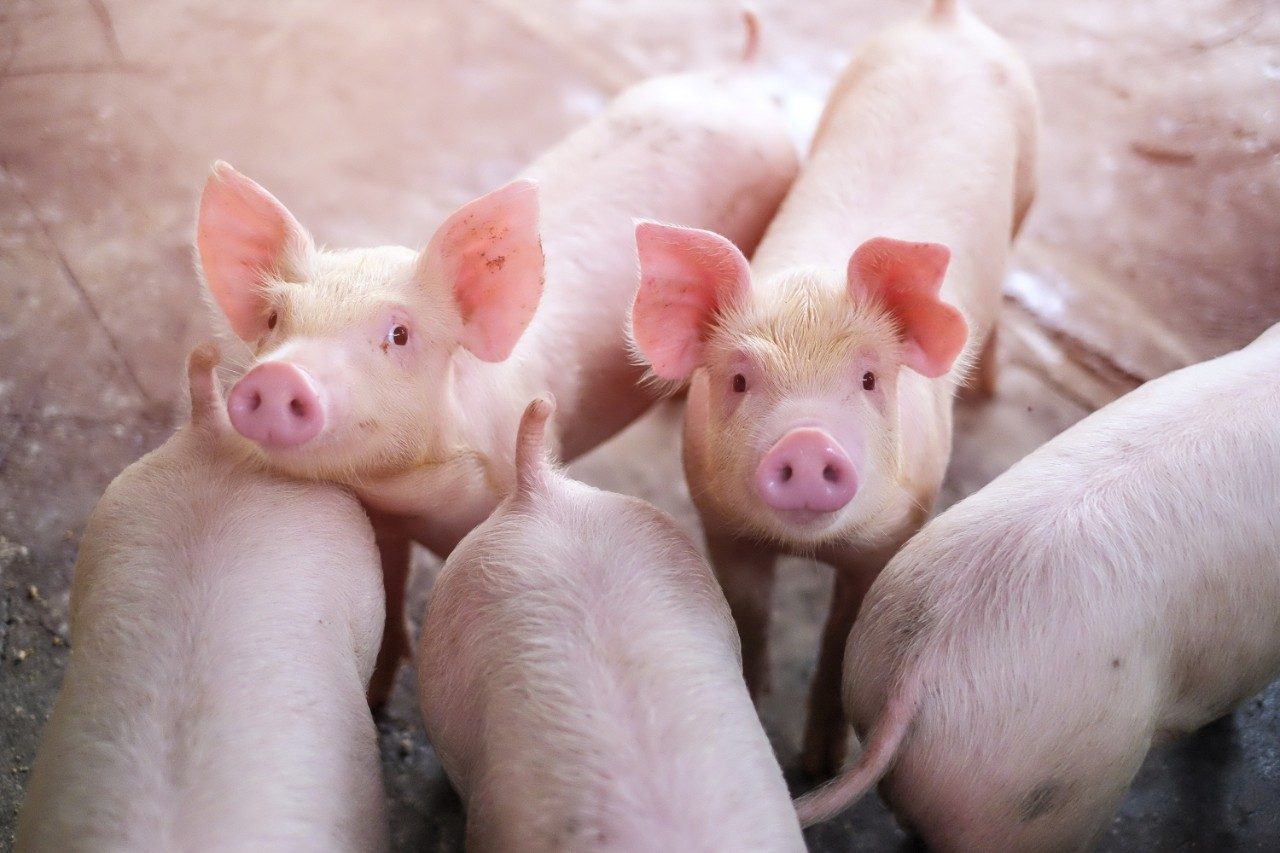 Kleine Ferkel in einem Stall auf einem Bauernhof