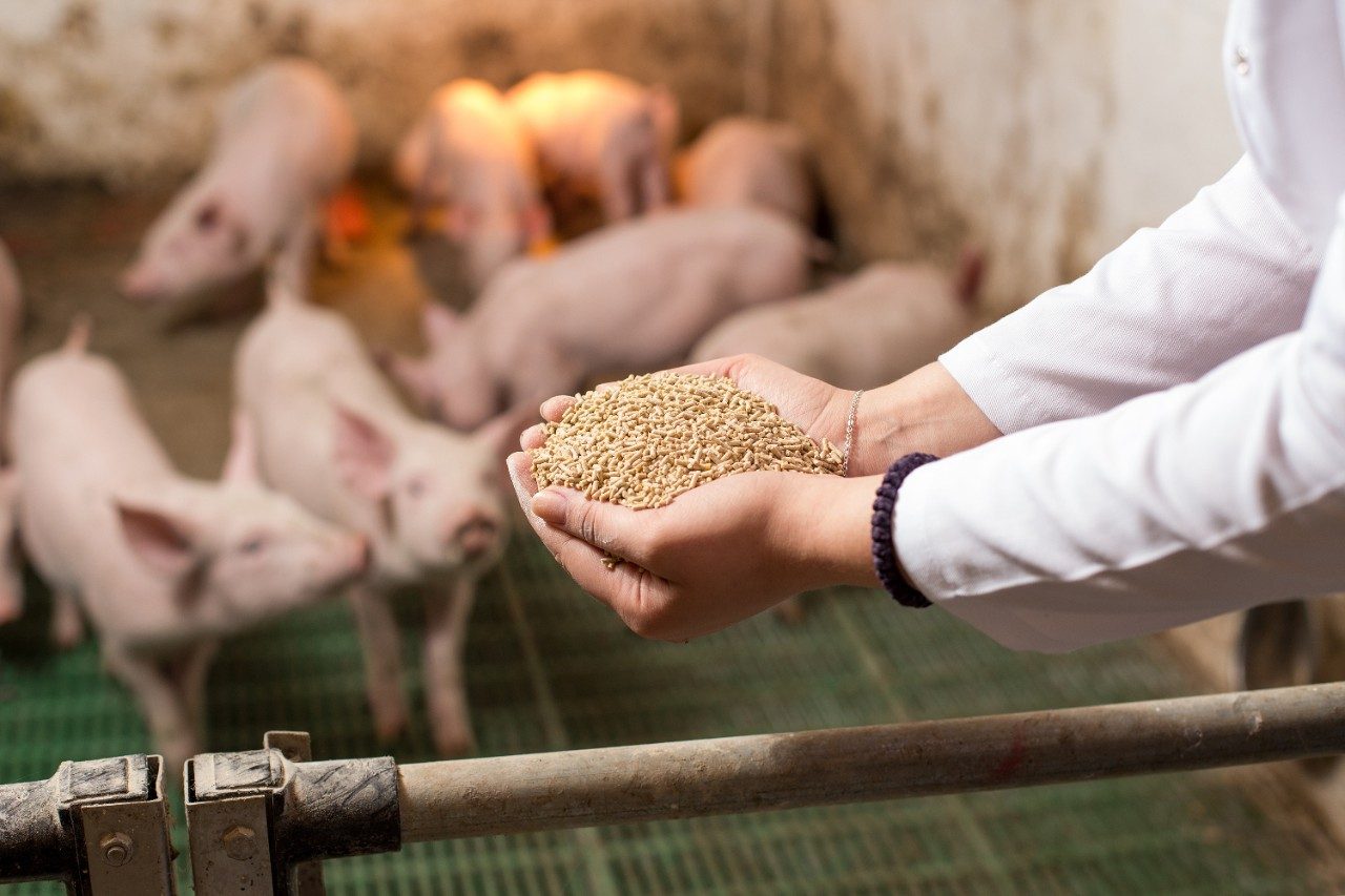 Animal feed in hands for pigs