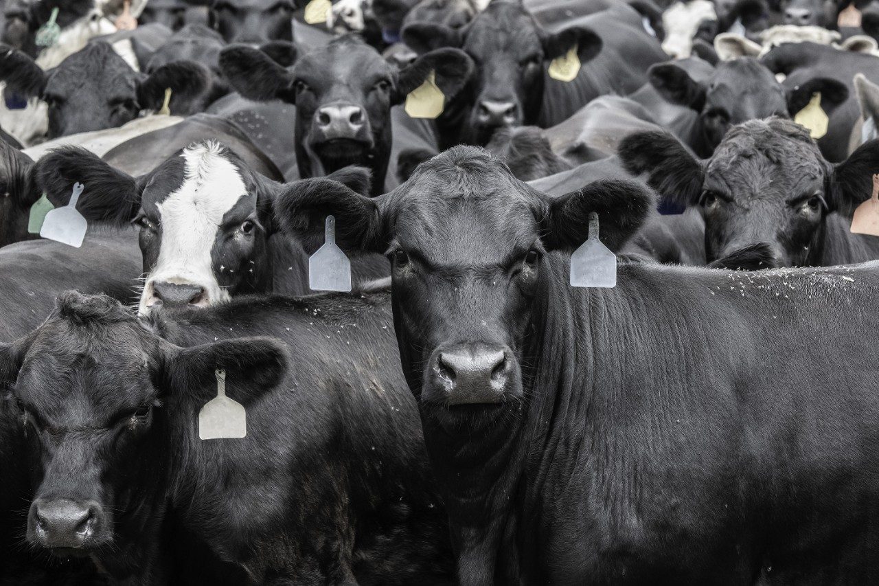 Rows of beef cattle cows