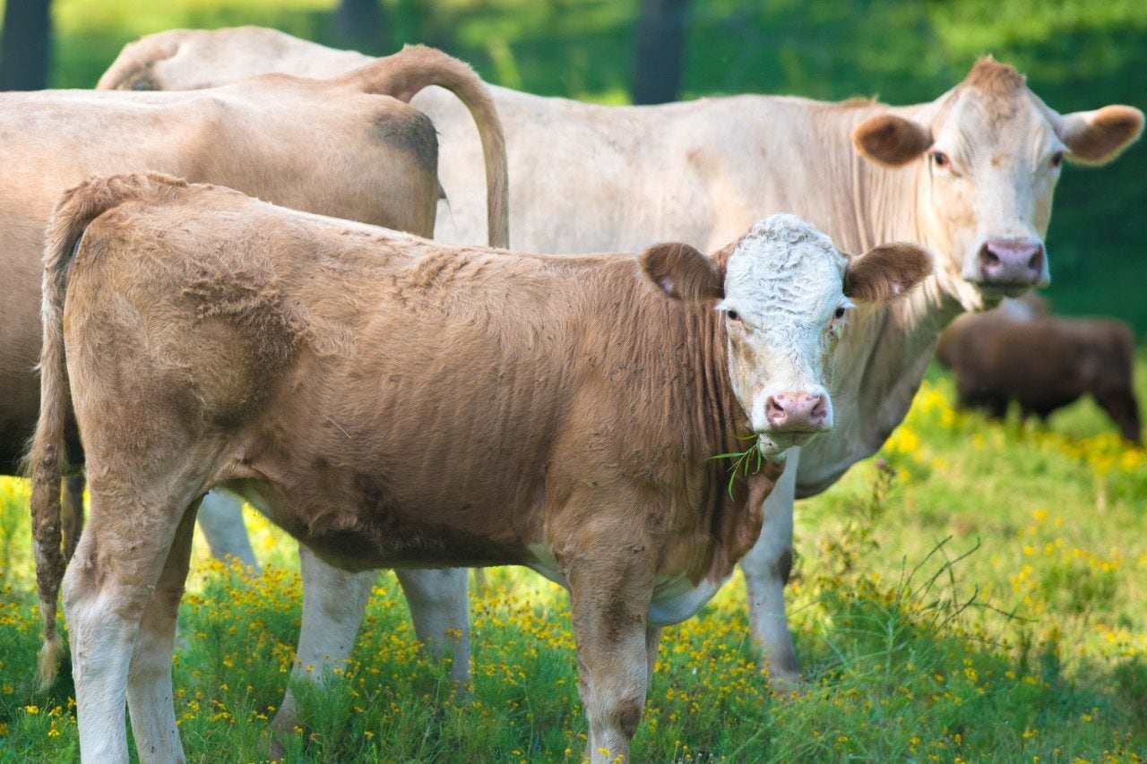 A herd of beef cattle grazing on farm land