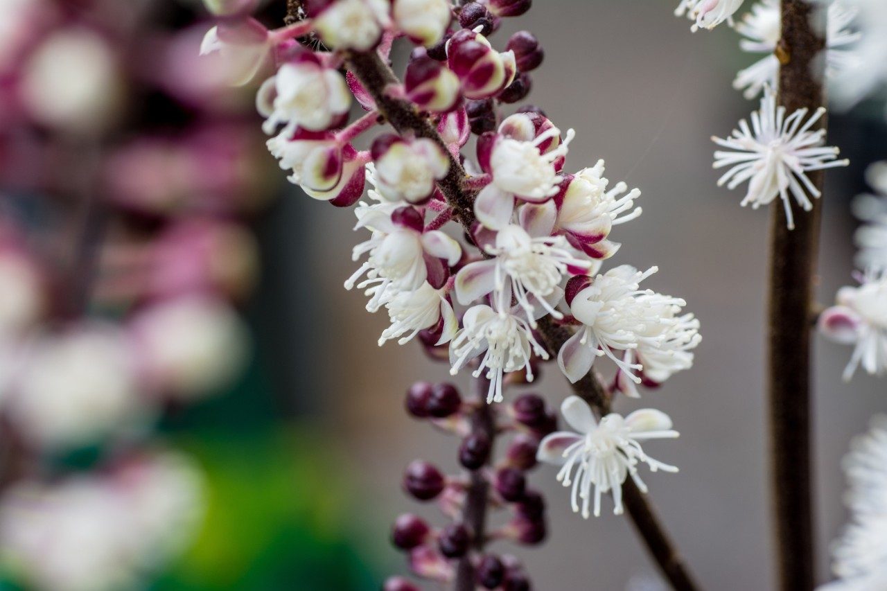 Black cohosh flower
