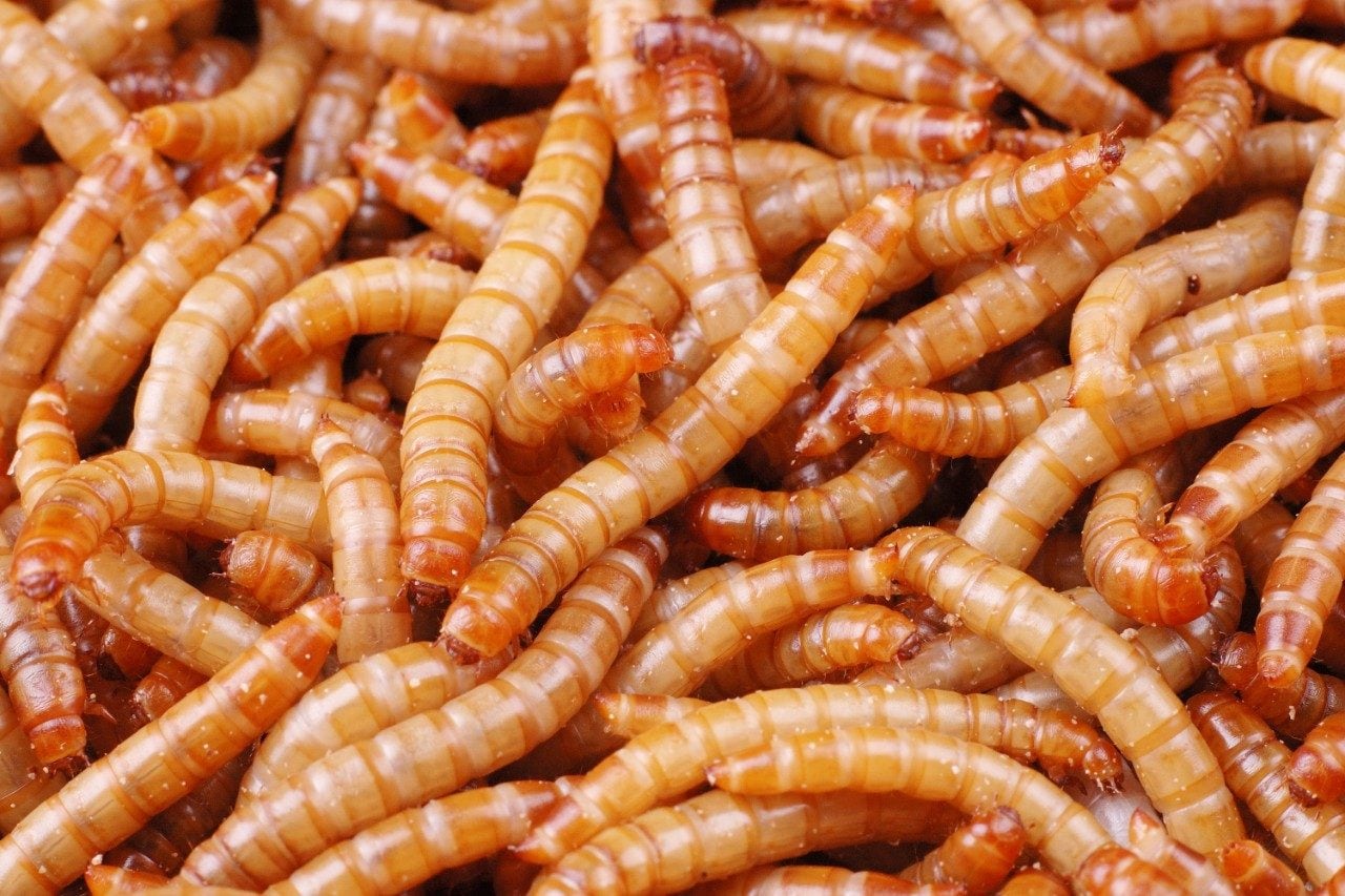 Blowfly larvae