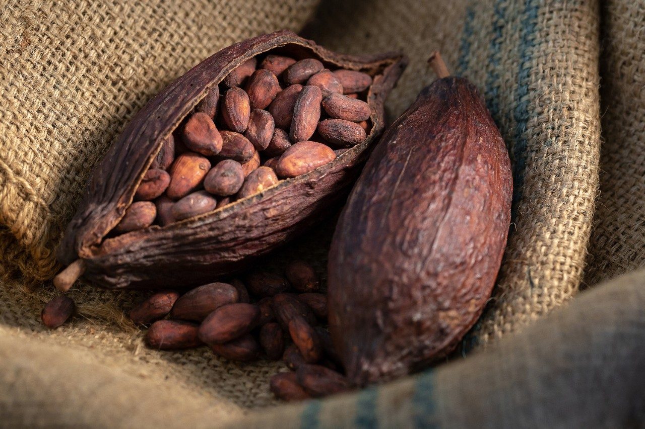 Cocoa beans in burlap sack