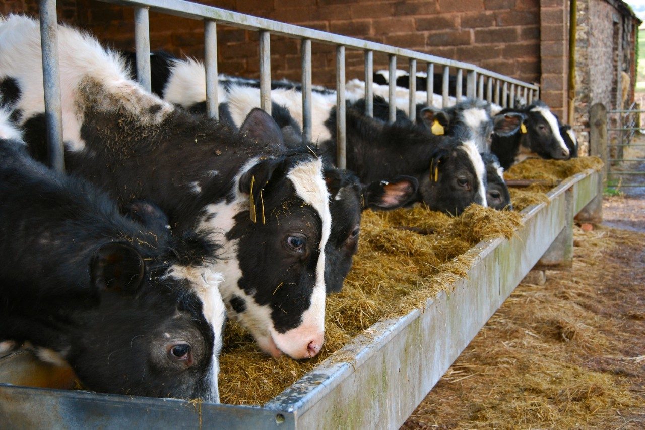 Cows feeeding from trough