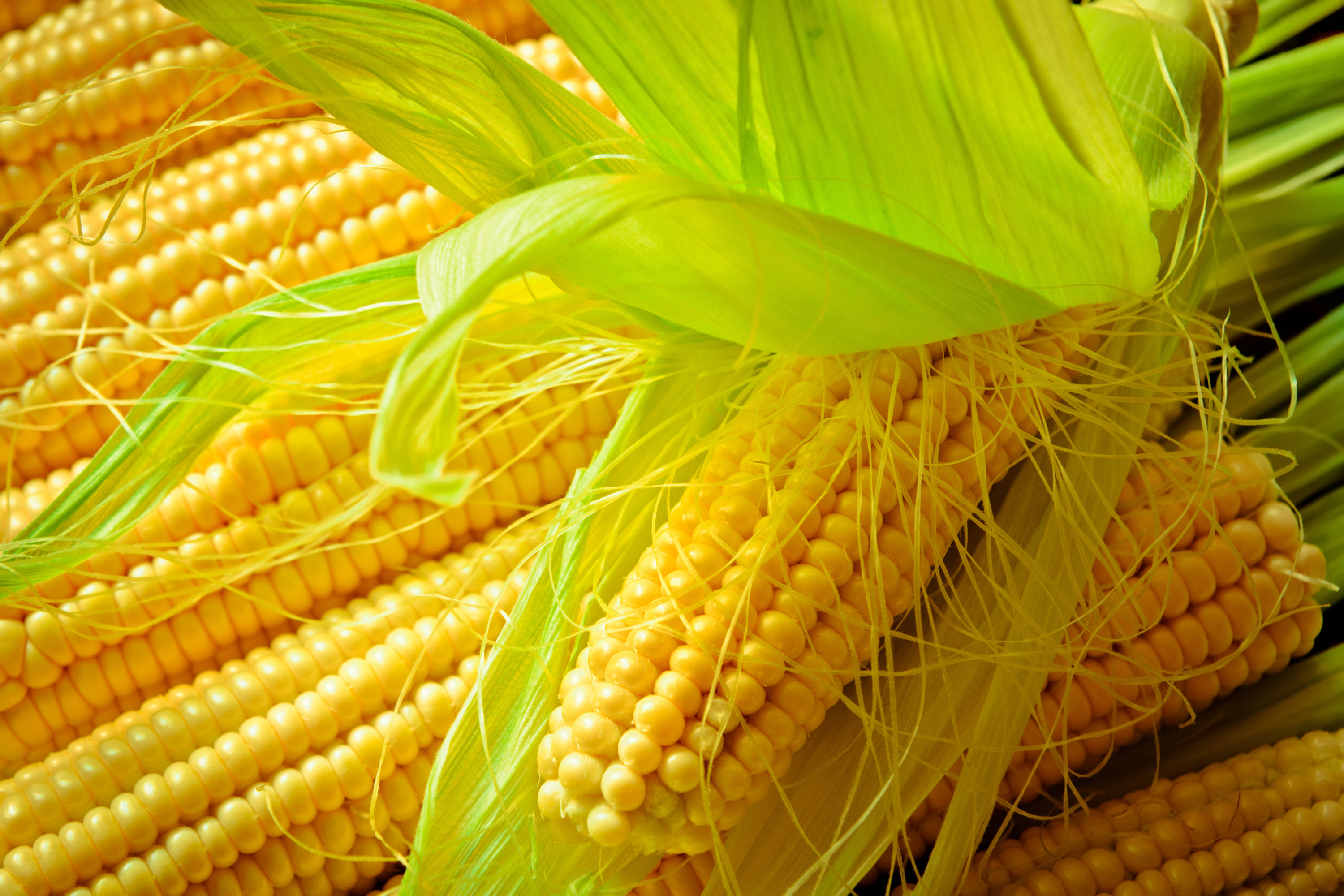 Yellow ears of corn and husk