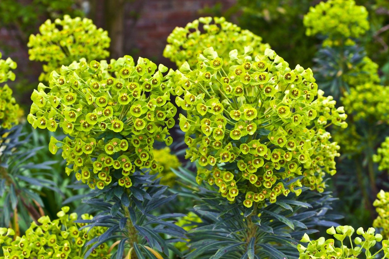 Euphorbia flowering evergreen plant