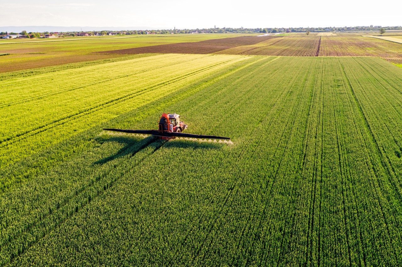 Farmer spraying wheat field