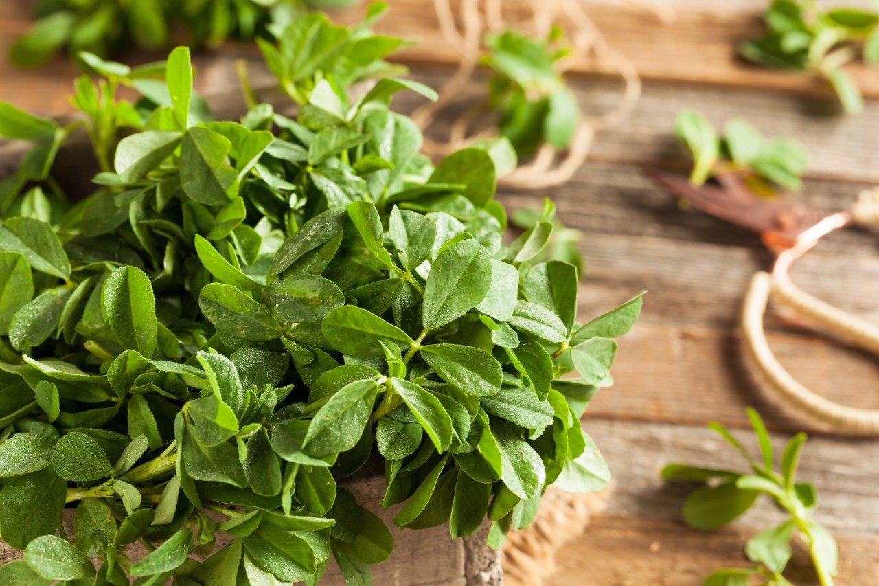 Raw organic fenugreek methi leaves