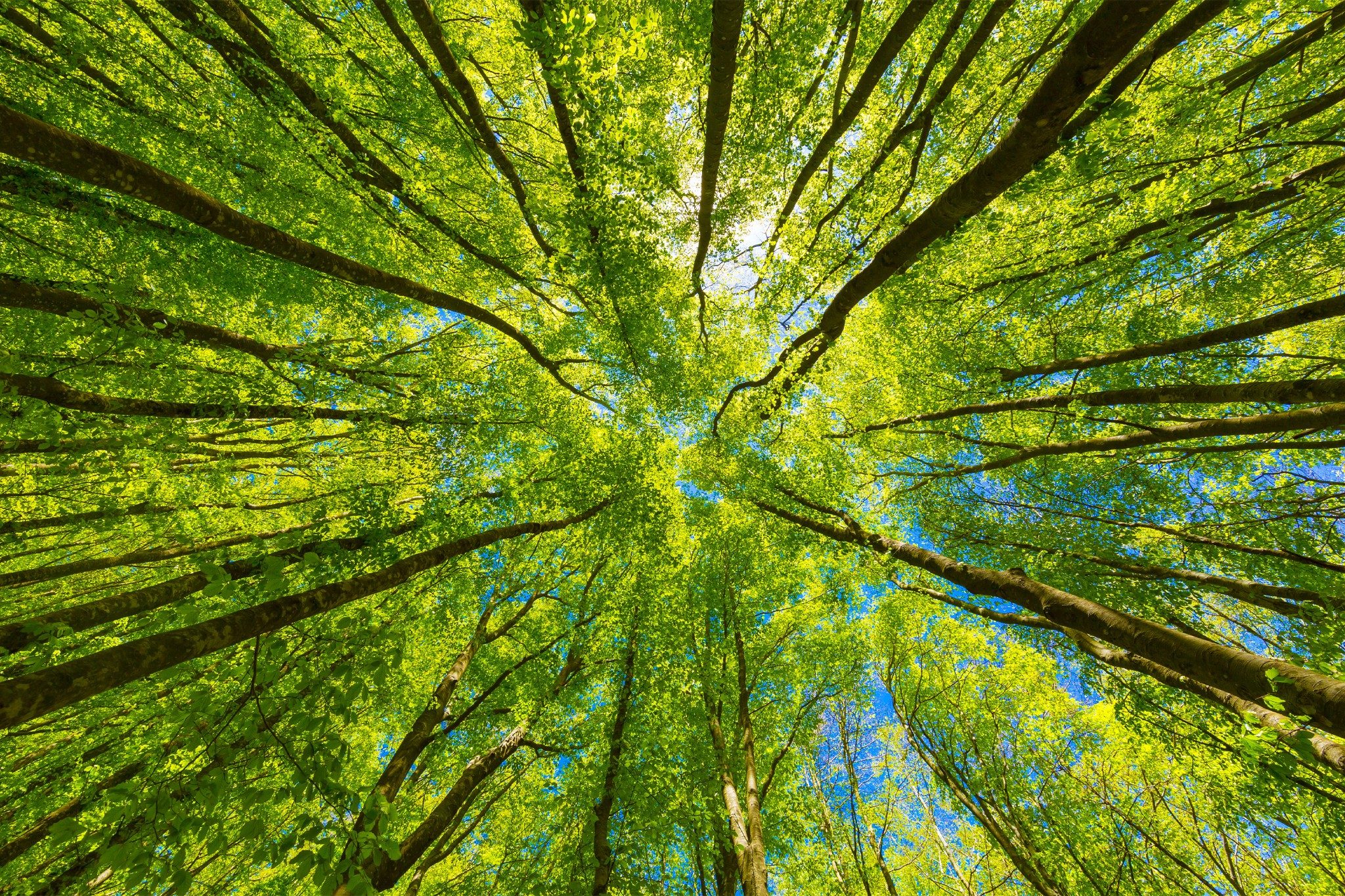 Looking up at trees in forest