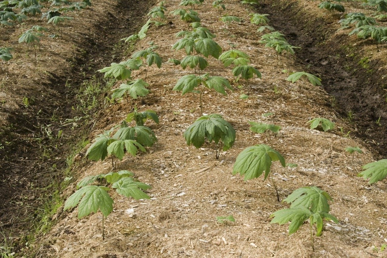 Goldenseal or Hydrastis canadensis growing on farm