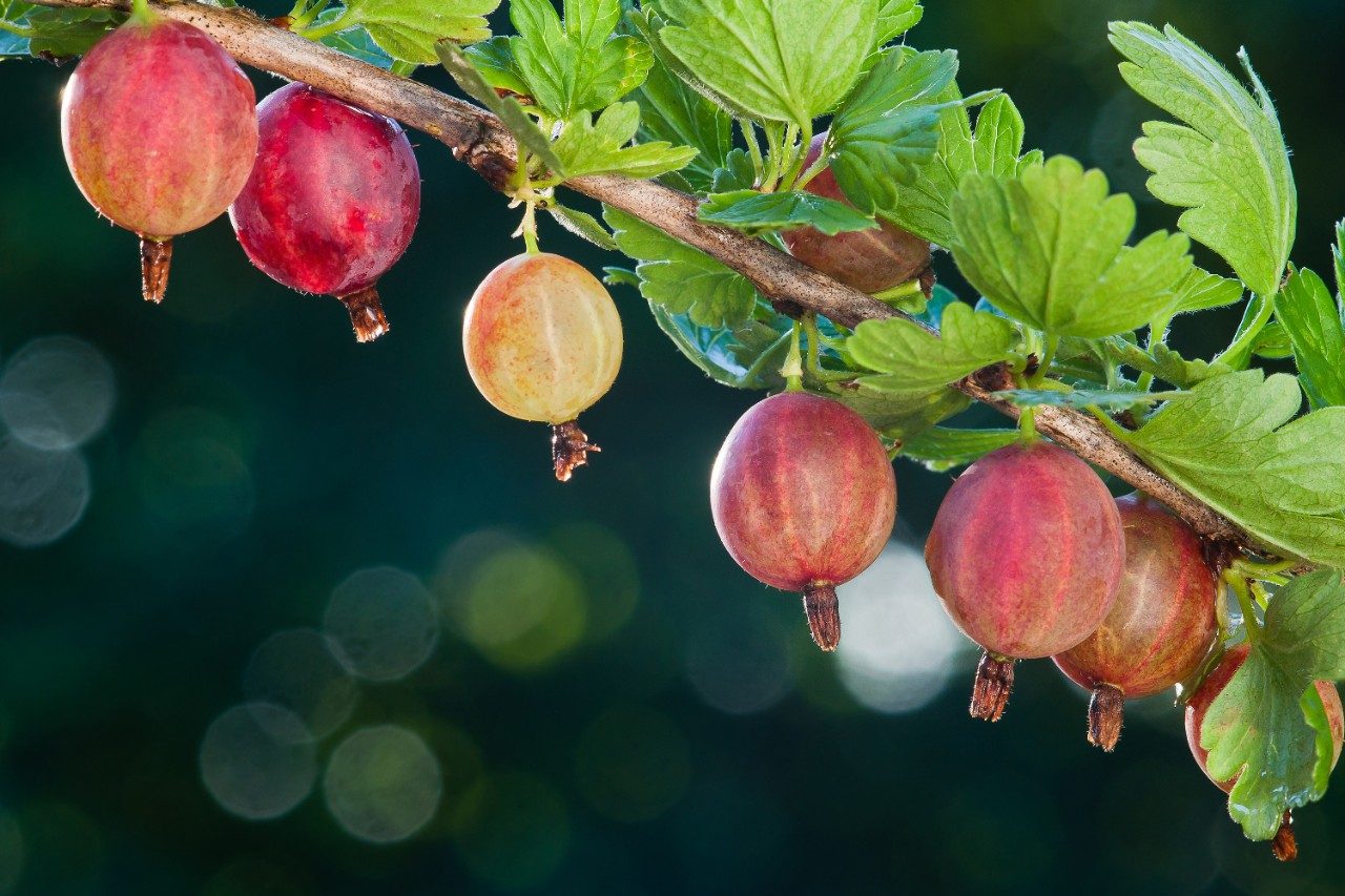 Gooseberries growing on branch