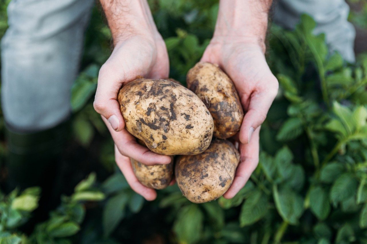 Farmer holding raw potatoes in field