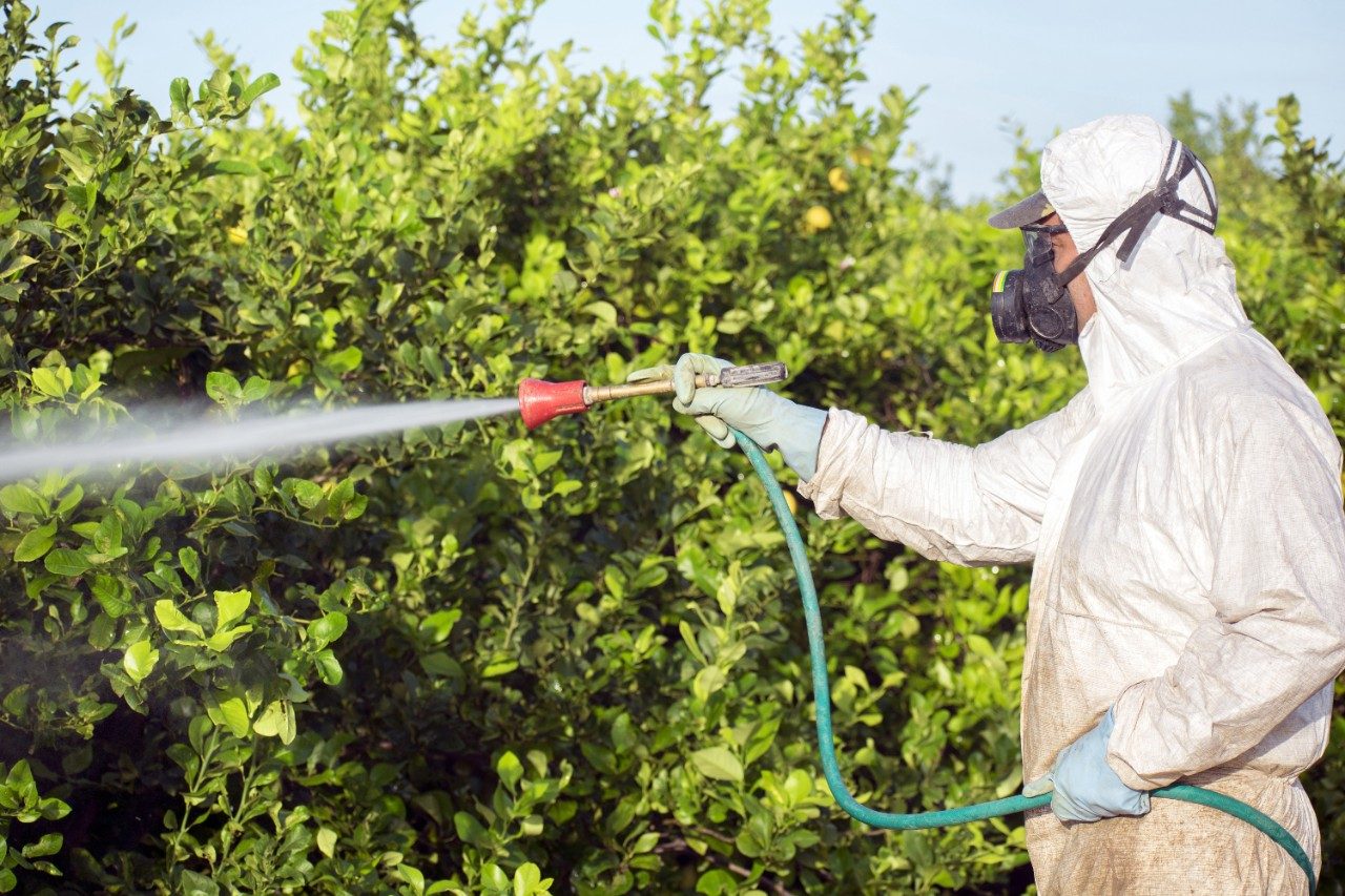 Worker fumigating plantation of lemon trees