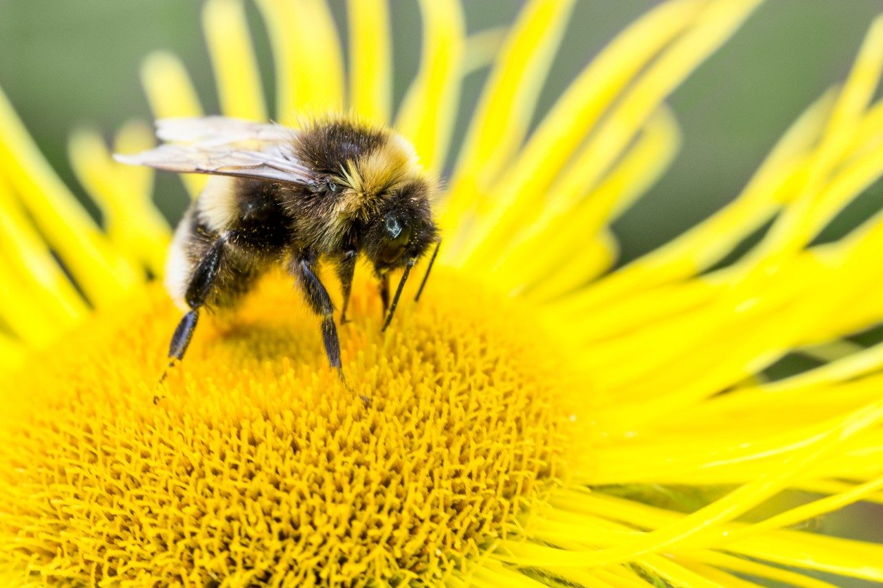 Bumble bee feeding on a yellow flower