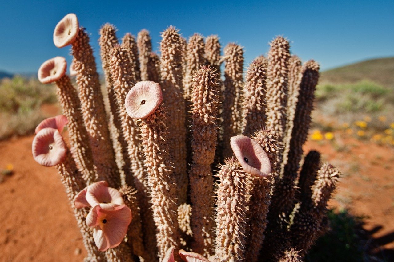 Hoodia gordonii cactus - Bushman's hat