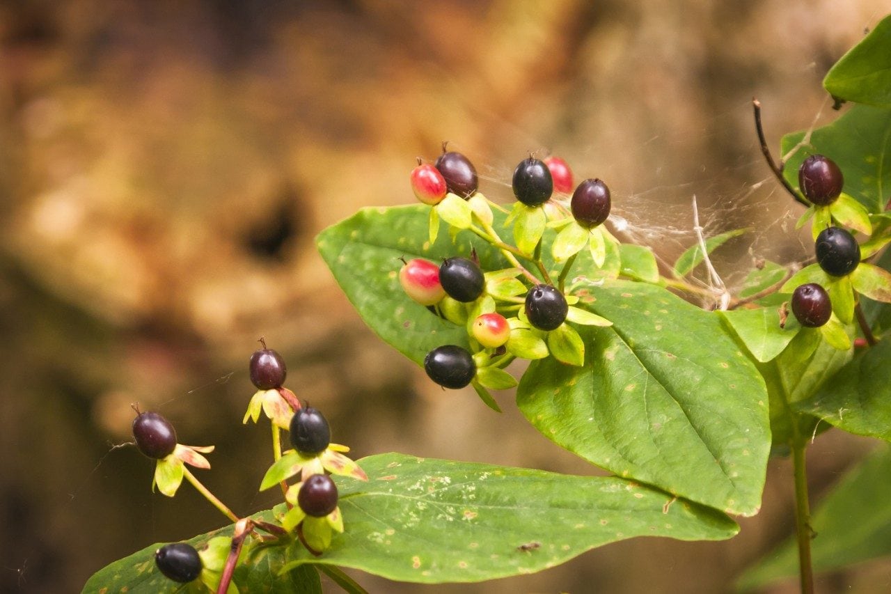 Deadly nightshade plant