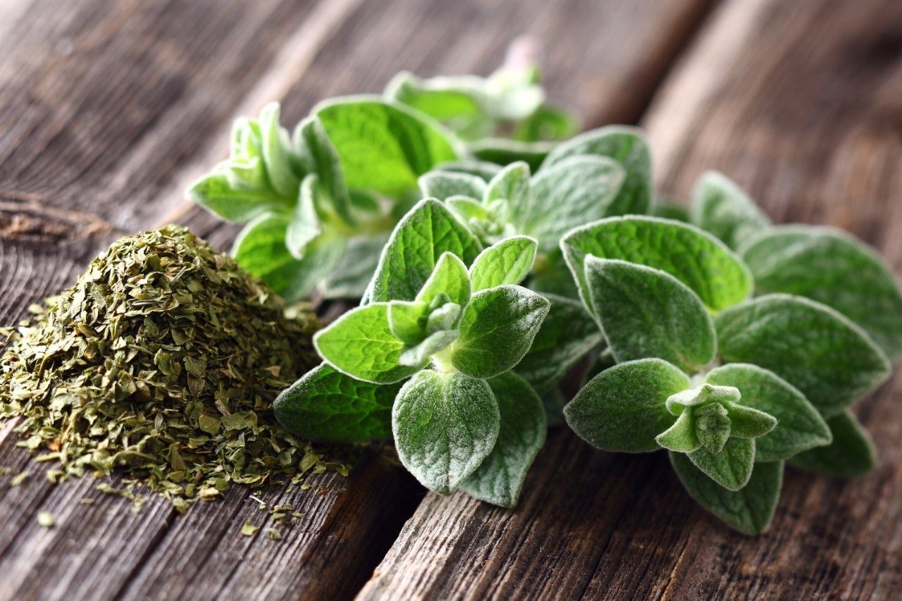 Oregano spices
