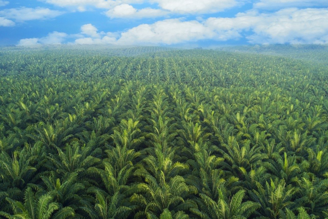 Arial view of palm plantation in east Asia