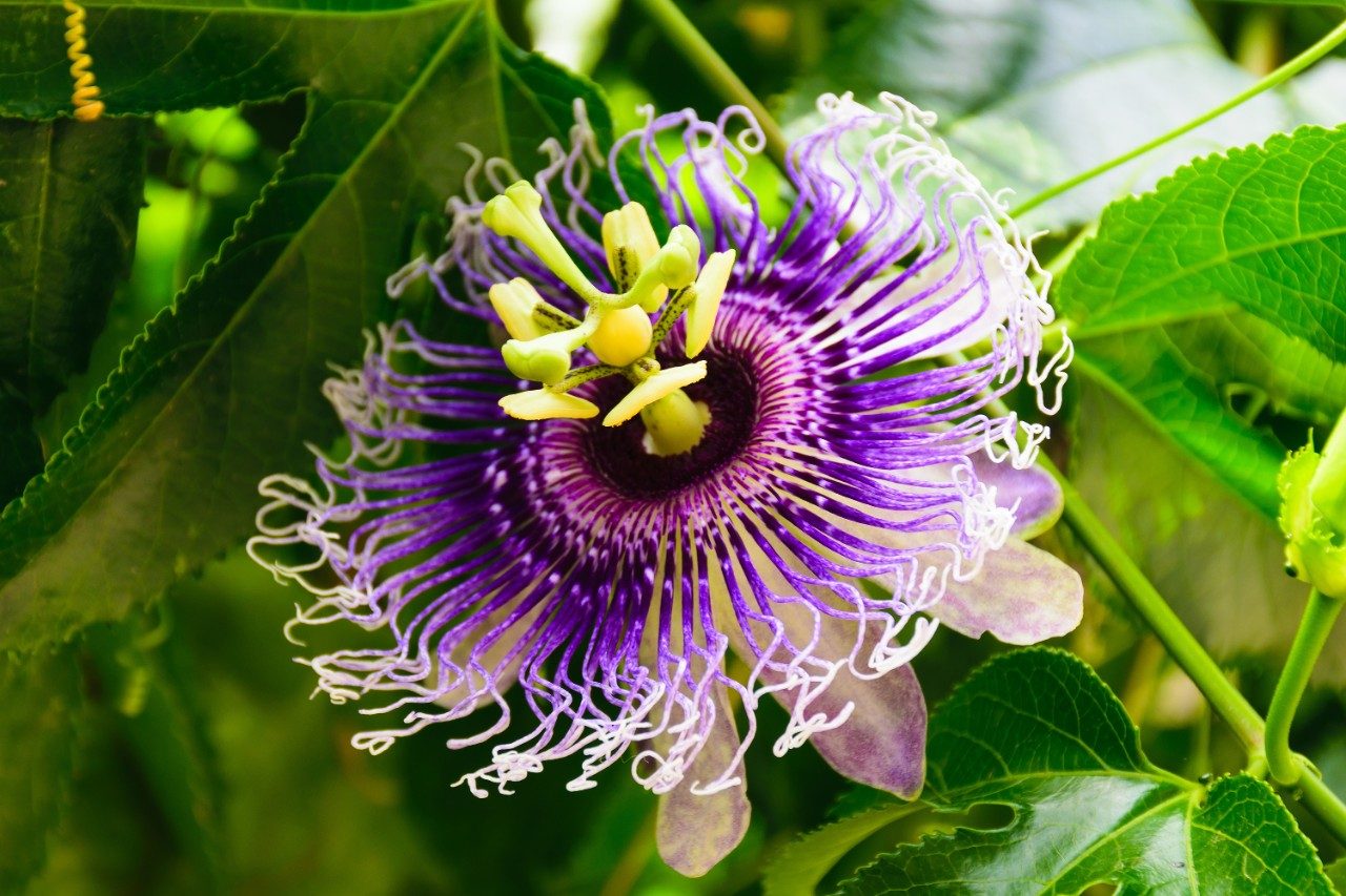 Passiflora flower