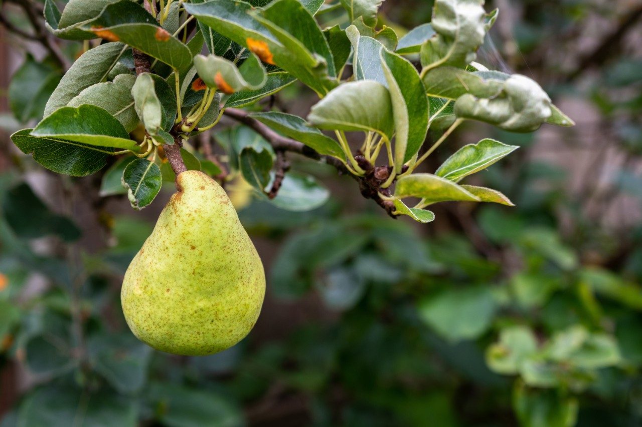 Pear tree with rust fungus