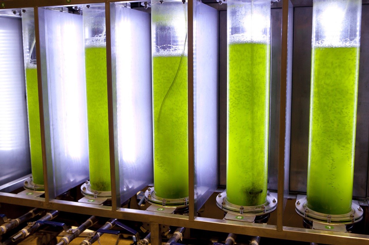 Photobioreactor