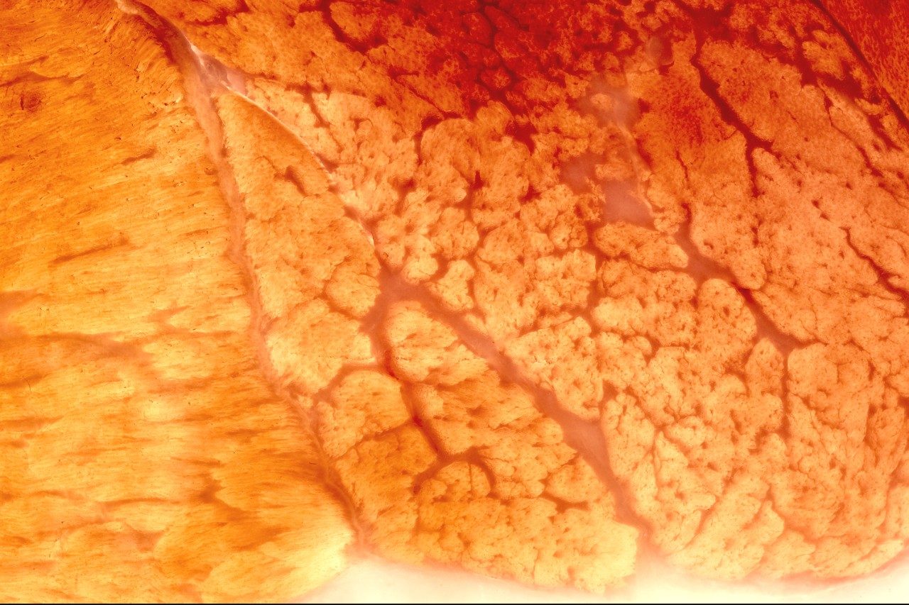 Pork muscle tissue closeup macro