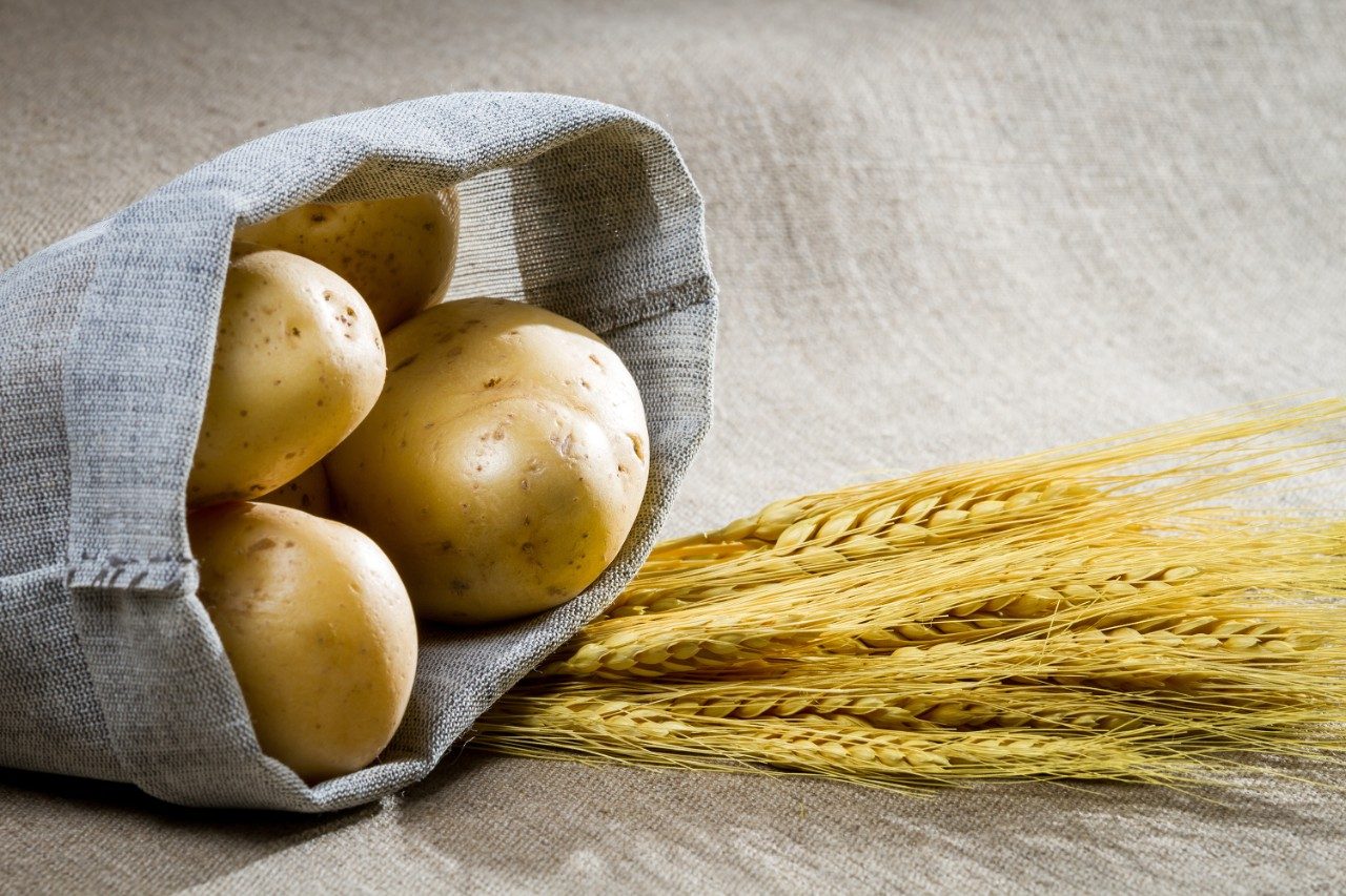 Potatoes and wheat on canvas
