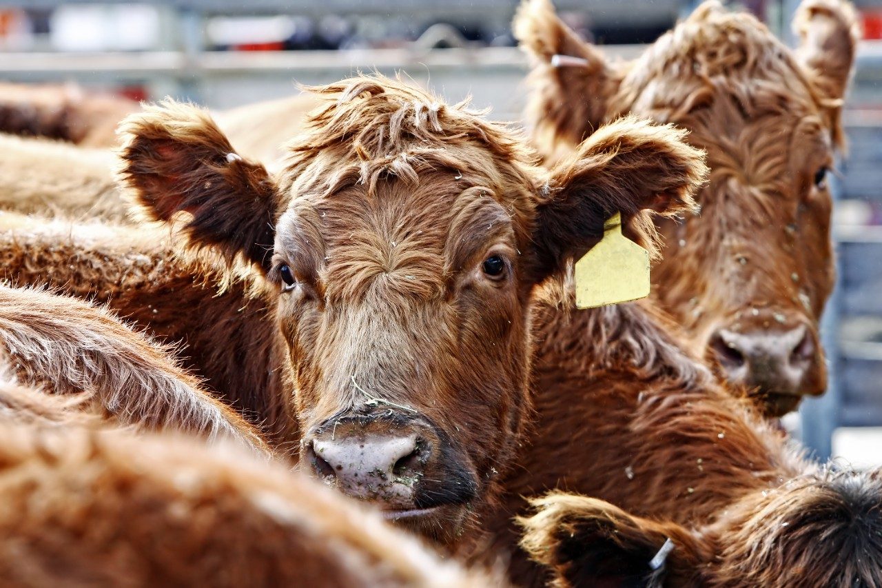 Red angus cattle closeup