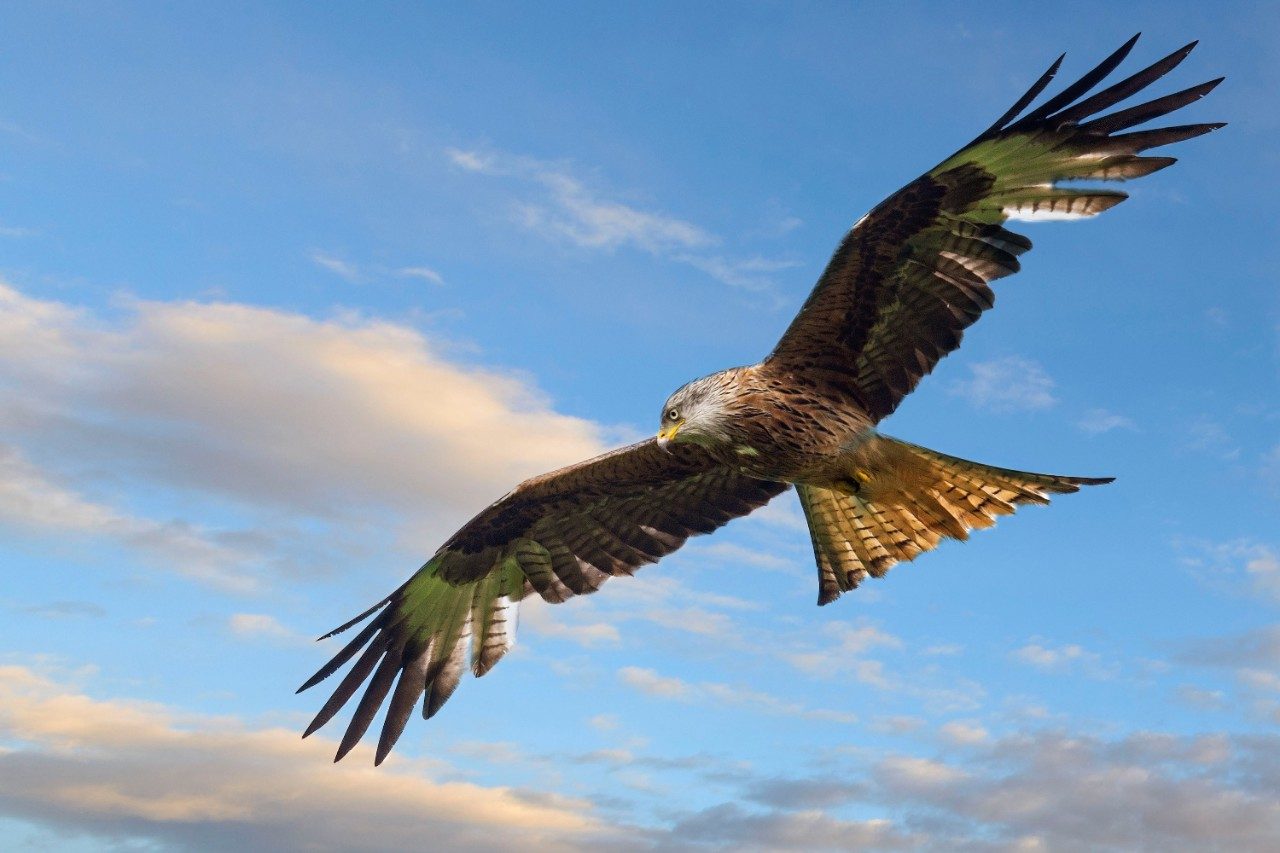 Red kite bird gliding in sky