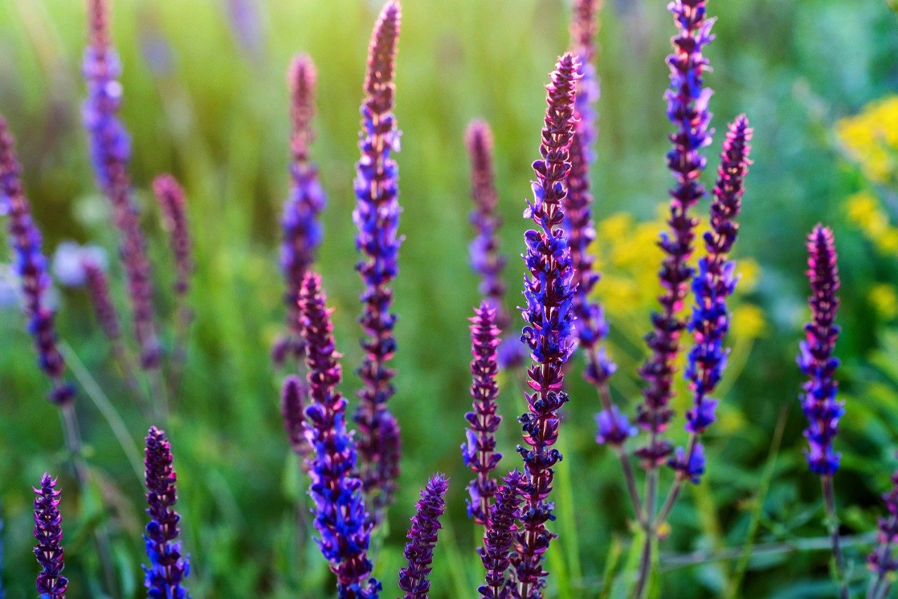Fresh purple flowers of sage or Salvia divinorum on meadow