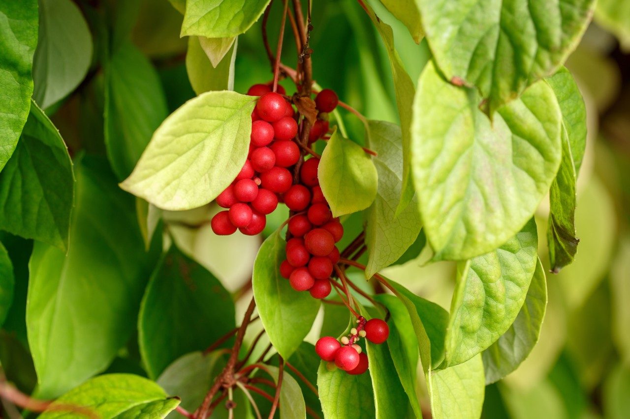 Schisandra chinensis or five-flavor berry on a branch