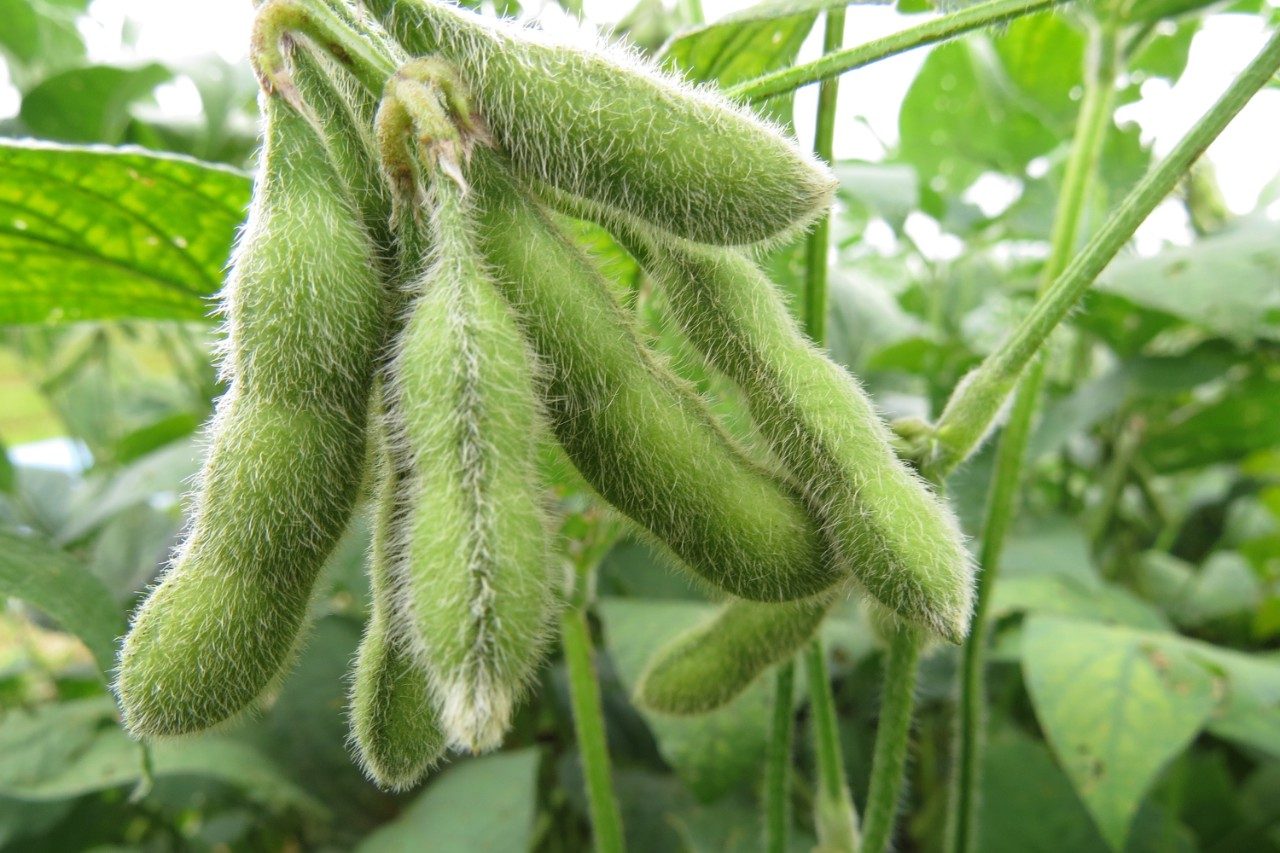Soybean pods on vine