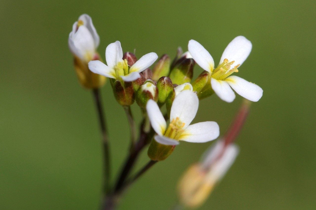 Thale cress flower blossoms and buds