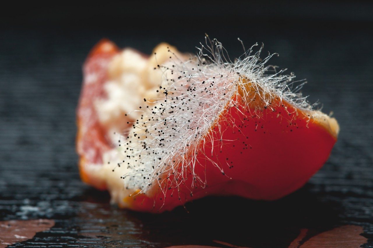 Tomato fungus mold spores