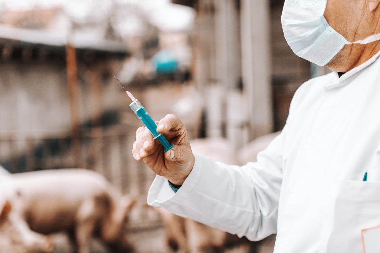 Veterinär in PSA, der eine blaue Spritze hält und die Injektion bei einem Schwein vorbereitet