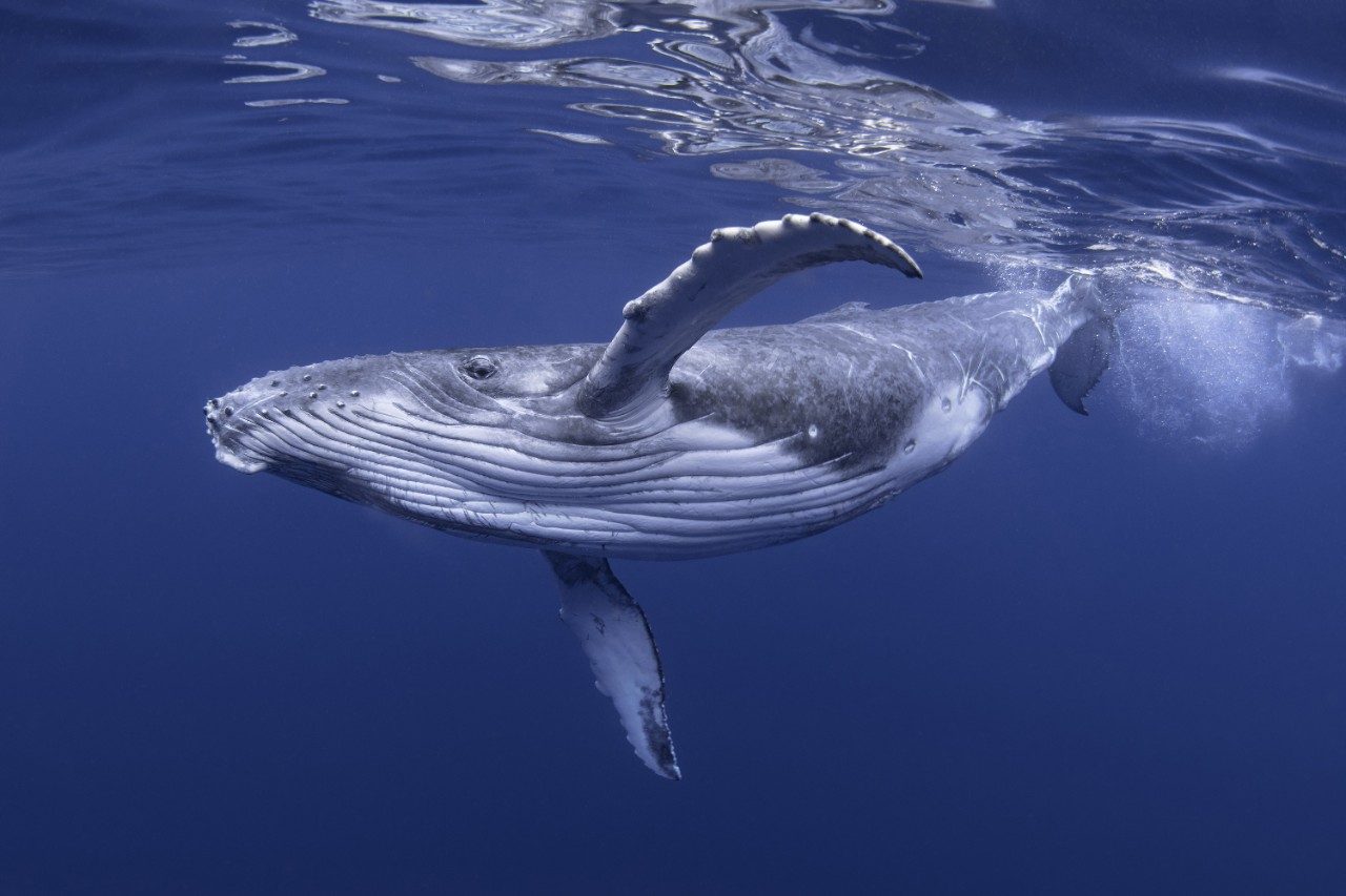 Baby humpback whale calf In ocean waters