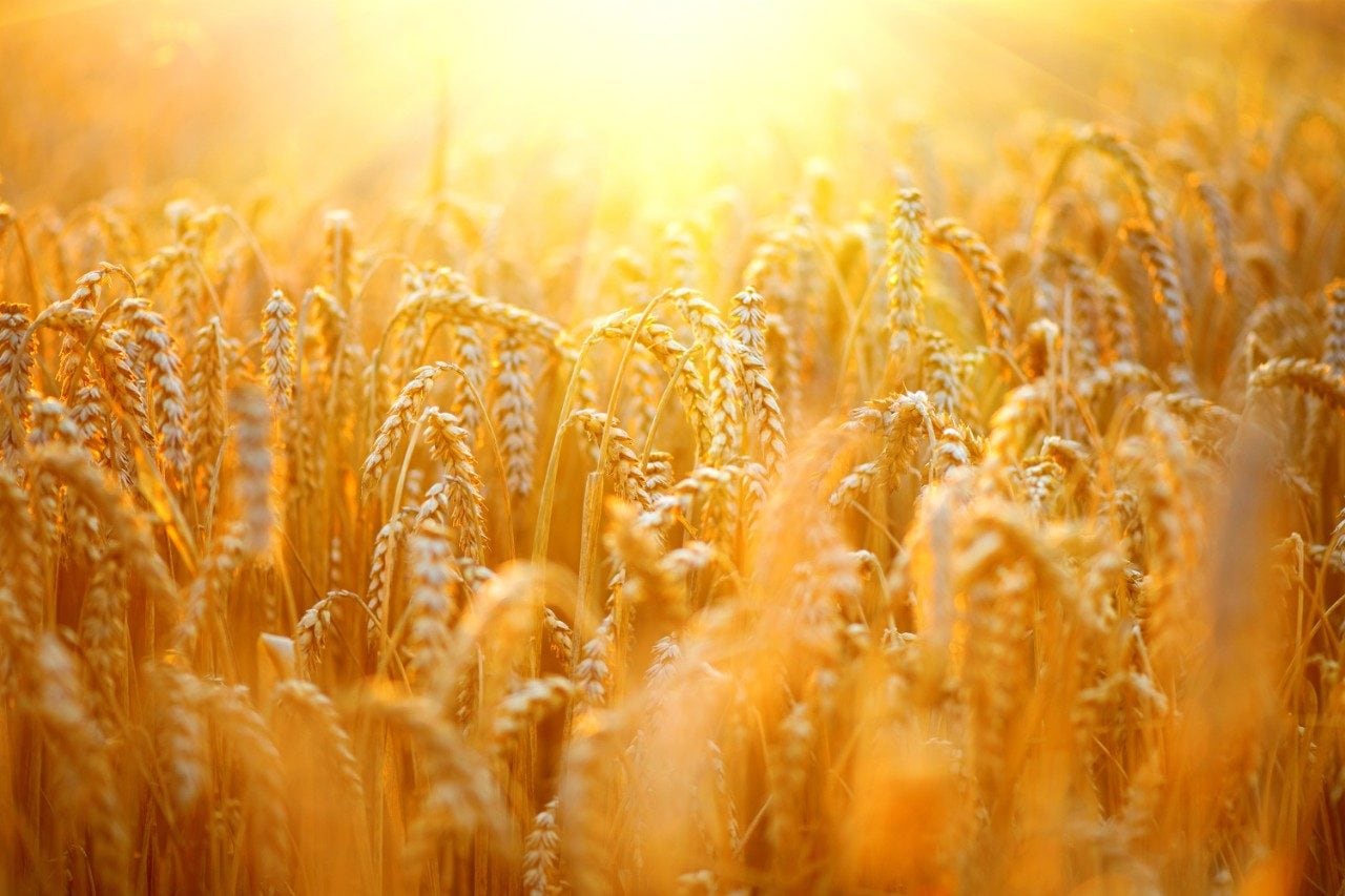 Wheat growing in field with sun