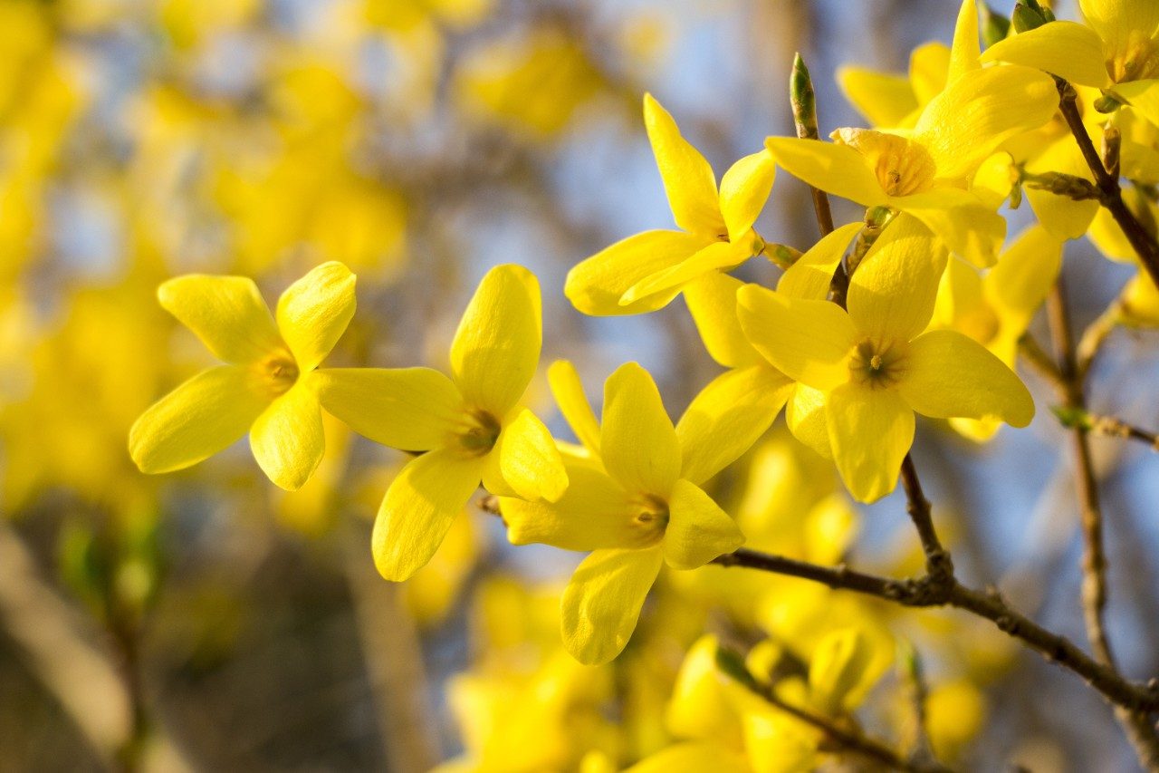 Forsythia flowers; shuang huang lian herbal medicine