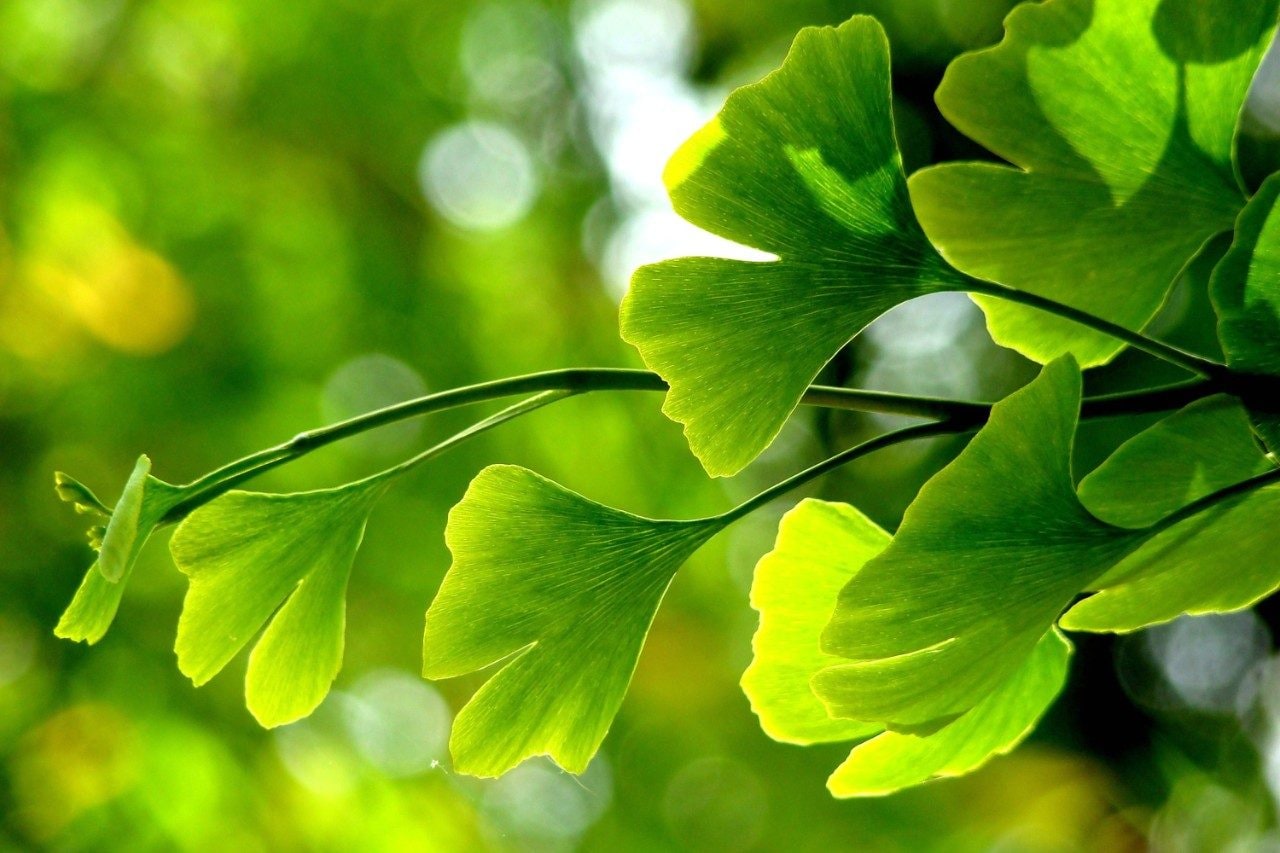 Ginkgo biloba leaves