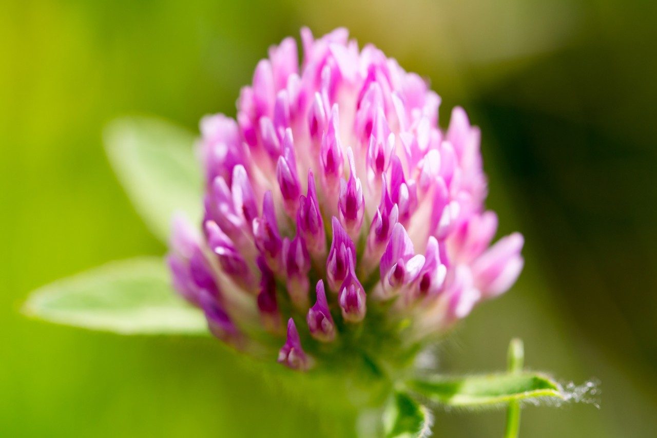 Red clover flower