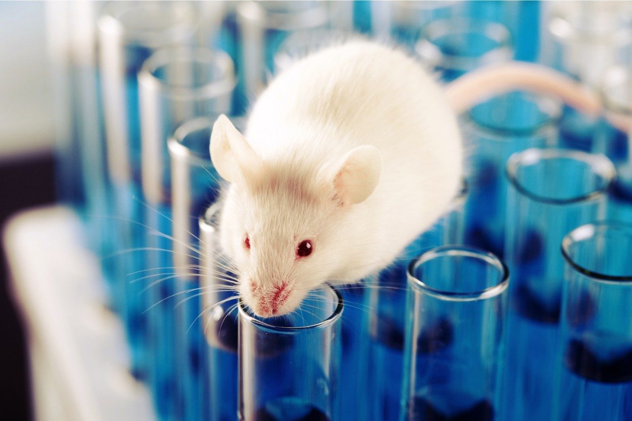 White laboratory rat on vials